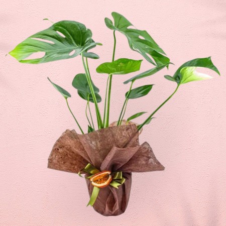 Deve Tabanı (Monstera Deliciosa)